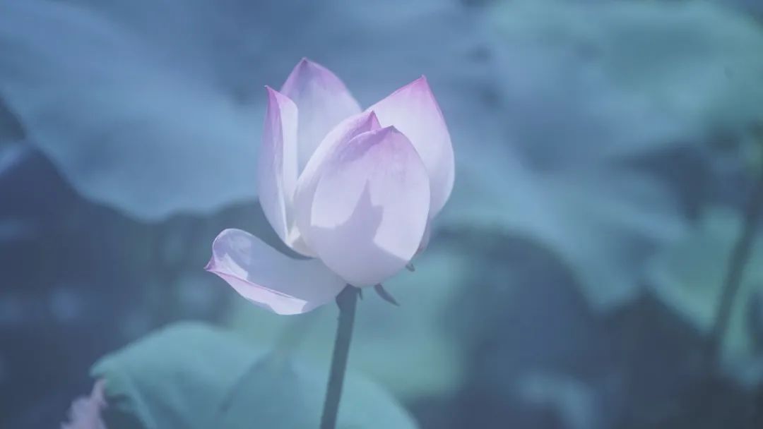 《心经》的“心”字你知道多少？