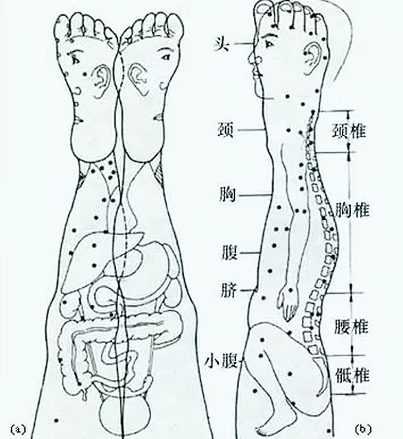 文章标题-4 人体全息元:图解针灸按摩之精髓