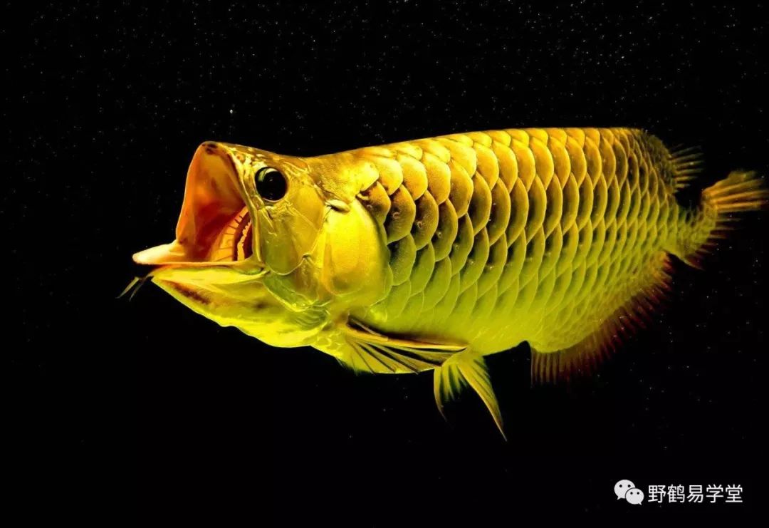 泄露天机的十二生肖！