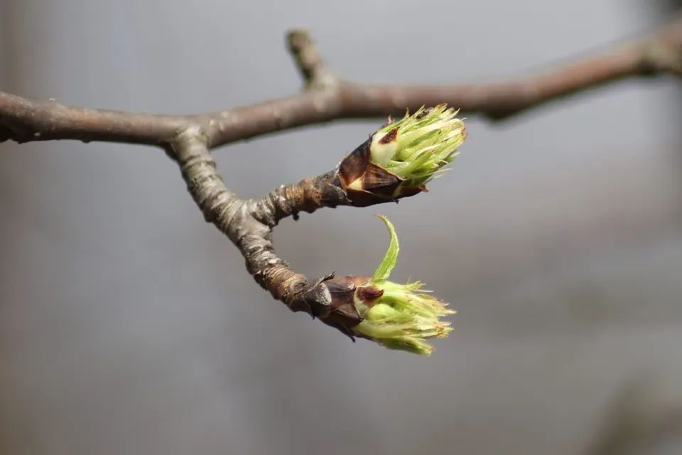 中医：唾源于肾，涕源于脑