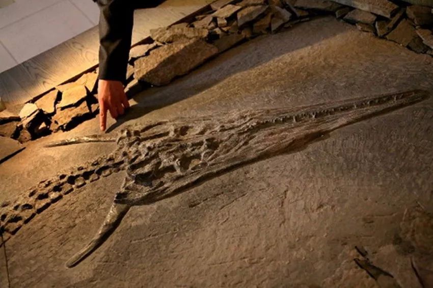 文章标题-8 典籍里的龙|龙真实的存在吗?