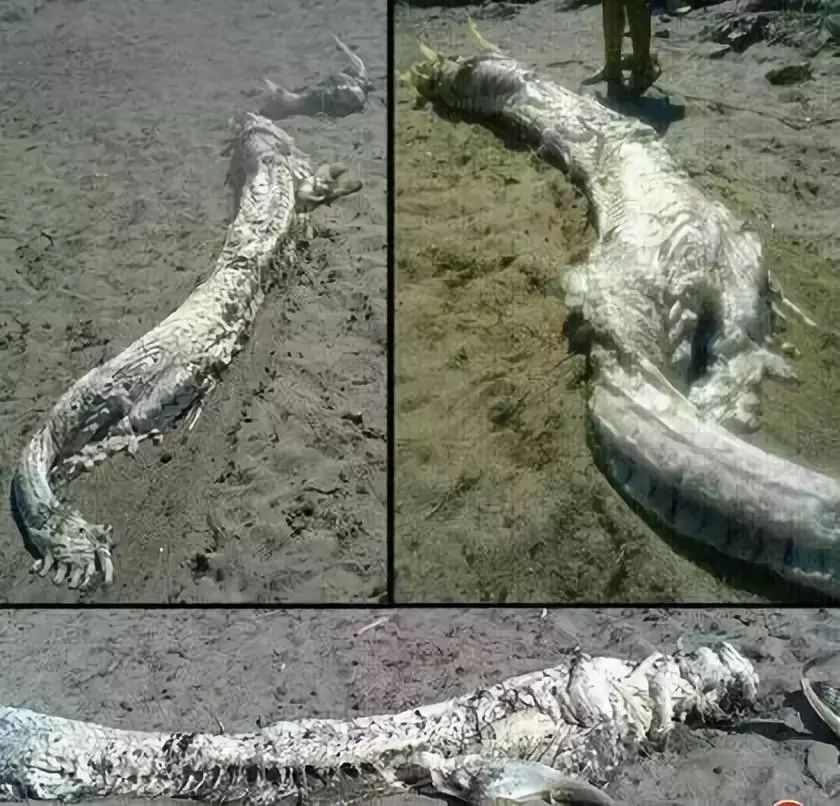 文章标题-9 典籍里的龙|龙真实的存在吗?