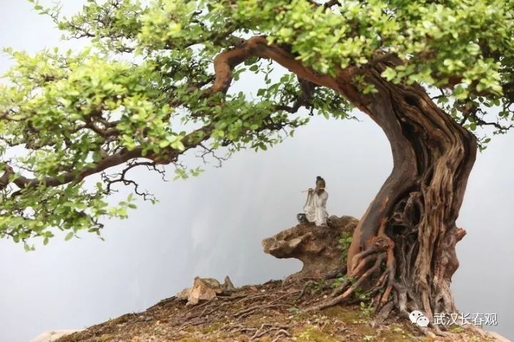 道教视角下的树木崇拜：天地间的桥梁