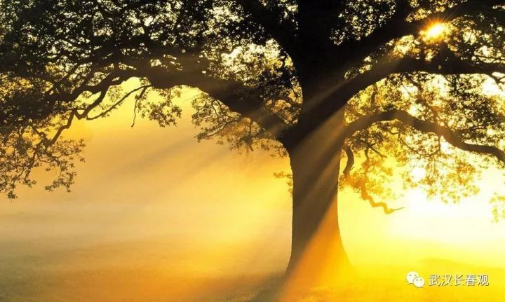 道教视角下的树木崇拜：天地间的桥梁