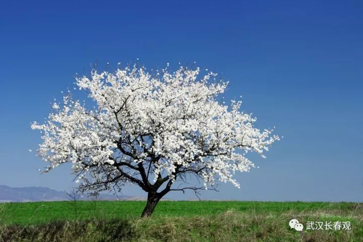 道教视角下的树木崇拜：天地间的桥梁
