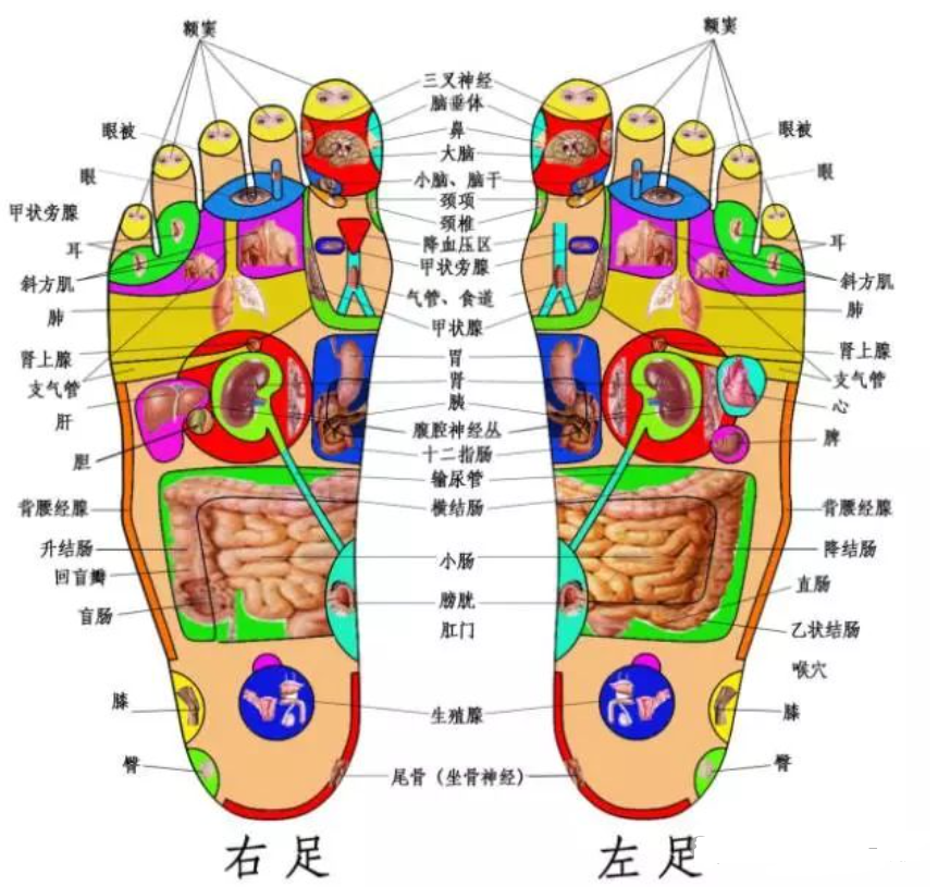 中医学——脚上的健康密码