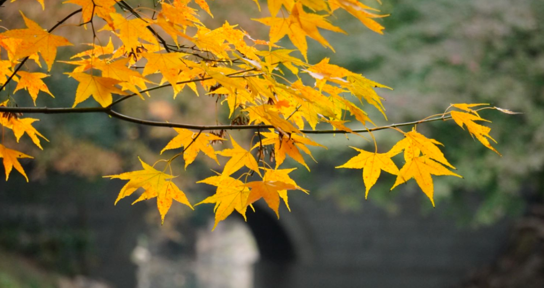 文言文中比诗词还美的50个句子，值得一读