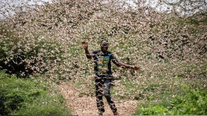《天书奇谭》里漫天遍野的蝗虫如何被消灭
