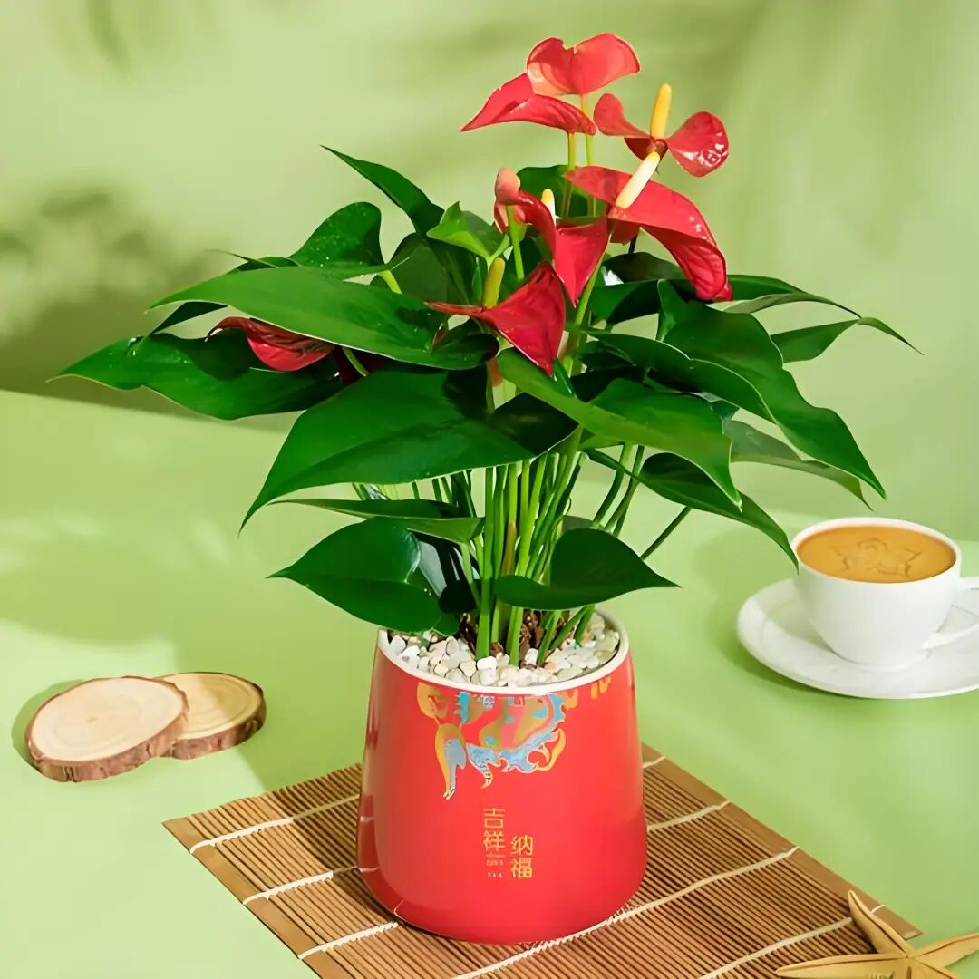 春节家居盆栽植物怎么选？这些植物寓意美好！