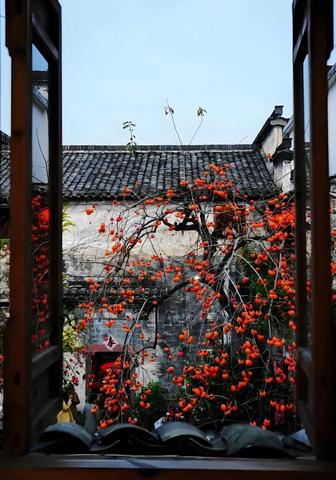 宅不栽 “五阴之木”！