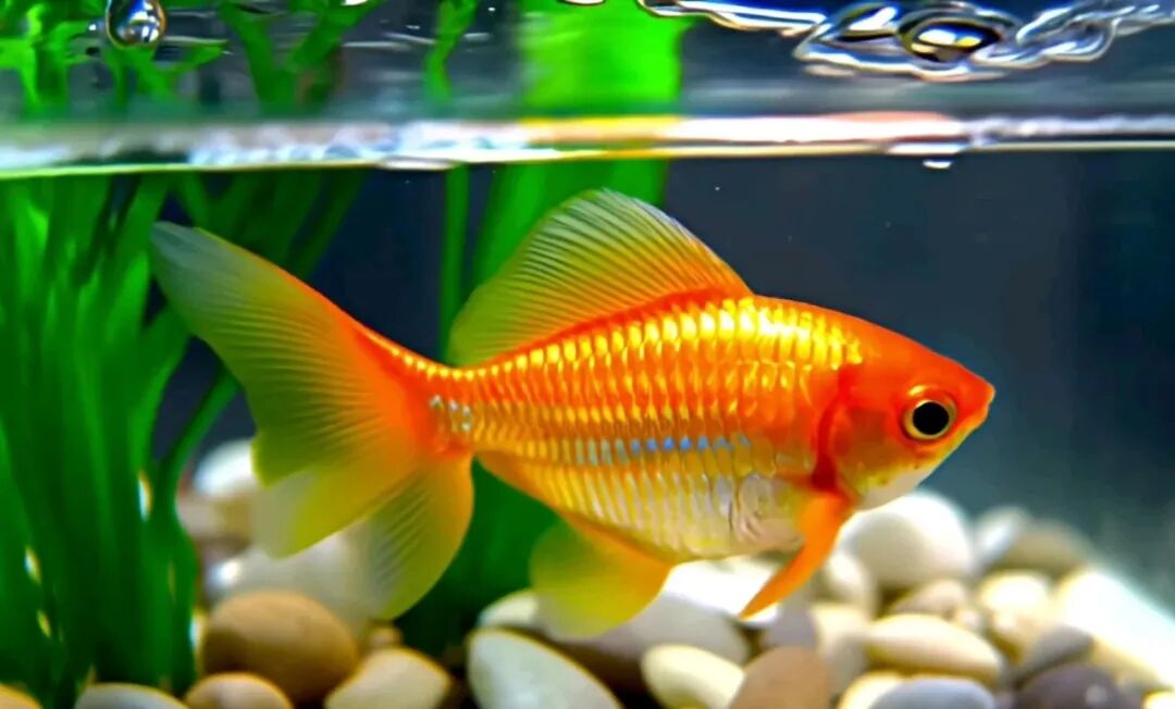 养鱼10条最实用的招财风水