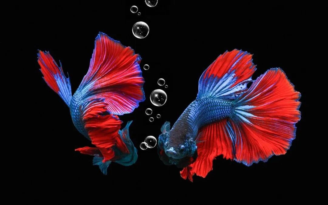 养鱼10条最实用的招财风水