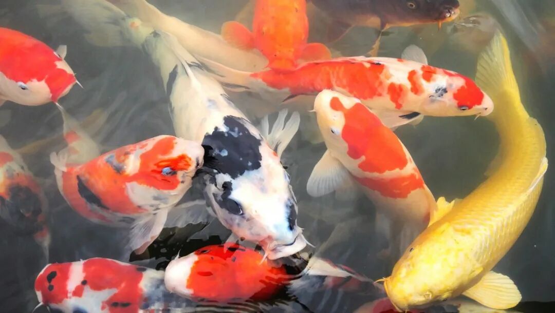 养鱼10条最实用的招财风水