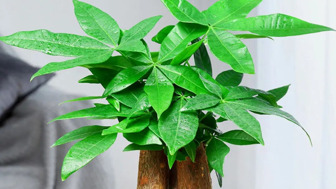 招财的方法（收藏）