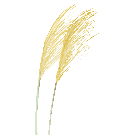 邵雍与司马光：洛阳城里，一场双向奔赴的知己之交