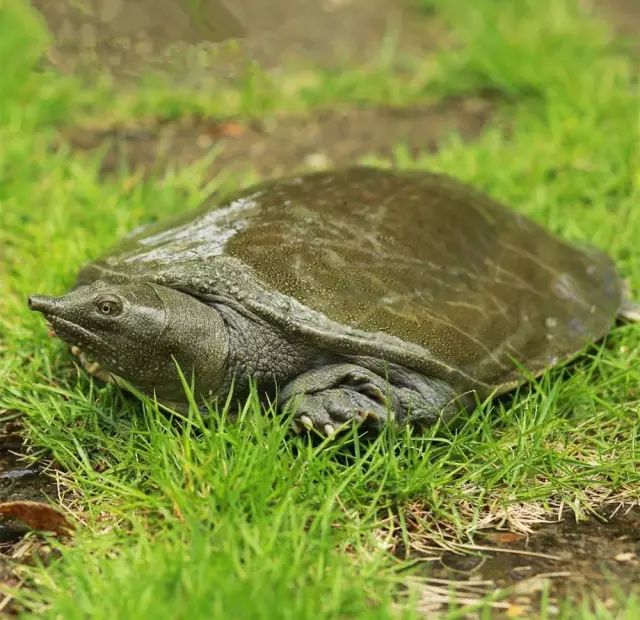 文章标题-2 六大灵性动物,不可杀,不可食!