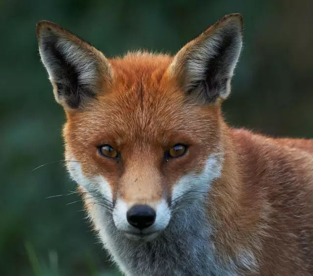 文章标题-4 六大灵性动物,不可杀,不可食!