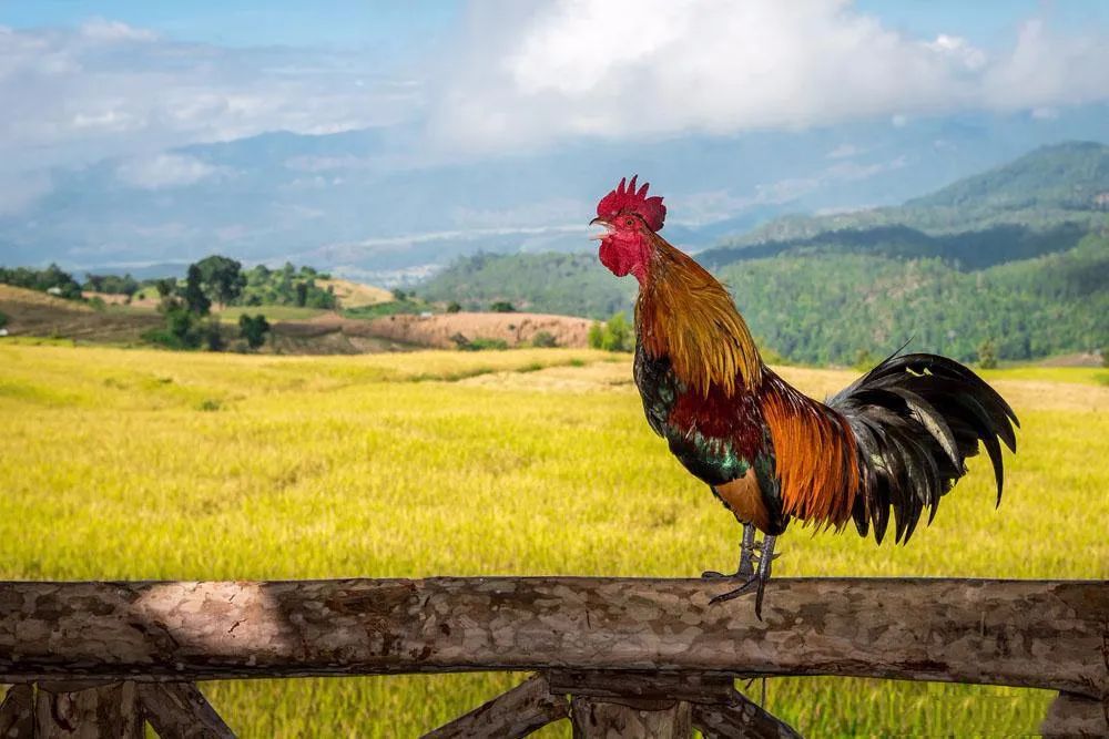 俗语：“鸡不过六，狗不过八”，你知道什么意思​吗？