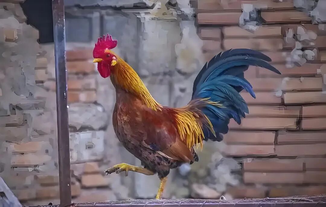 养什么动物辟邪最厉害？