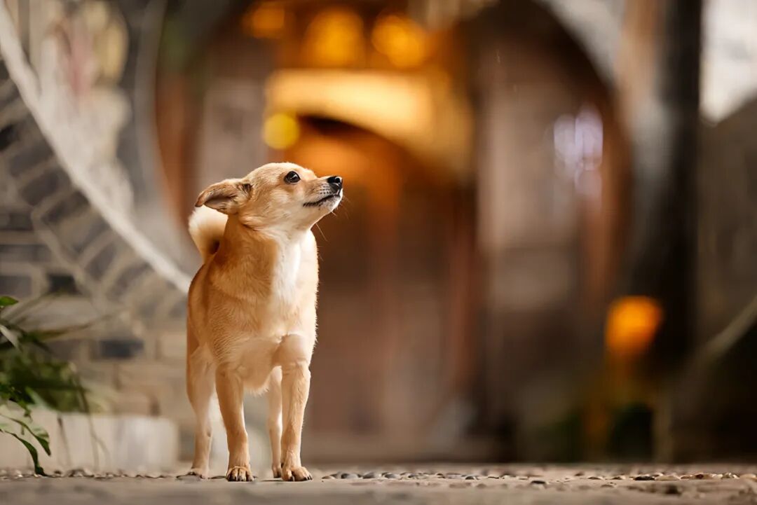 农历七月“鬼月”，养狗的朋友注意了！