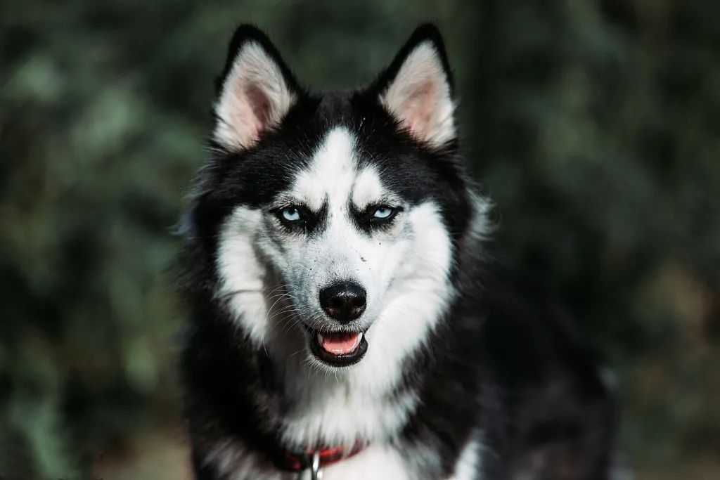 文章标题-2 农历七月“鬼月”,养狗的朋友注意了!