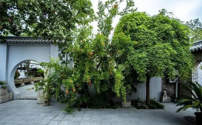 文章标题-7 庭院种树宜忌