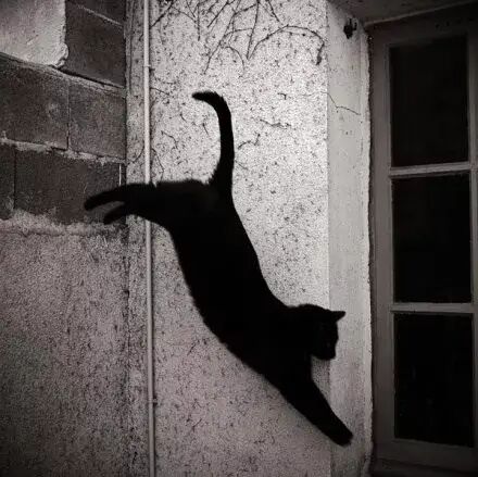 妖猫九条命，八条救了人，最后一条......最意想不到的结果发生了！