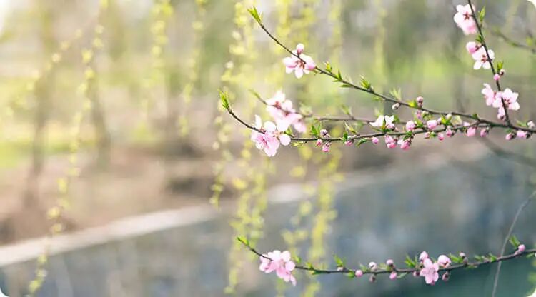 这些植物能赶走不祥，你知道哪些 ？