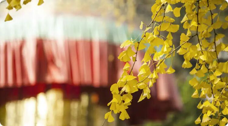 这些植物能赶走不祥，你知道哪些 ？