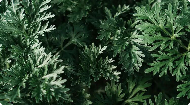 这些植物能赶走不祥，你知道哪些 ？