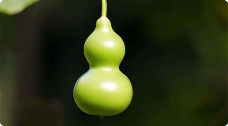 这些植物能赶走不祥，你知道哪些 ？