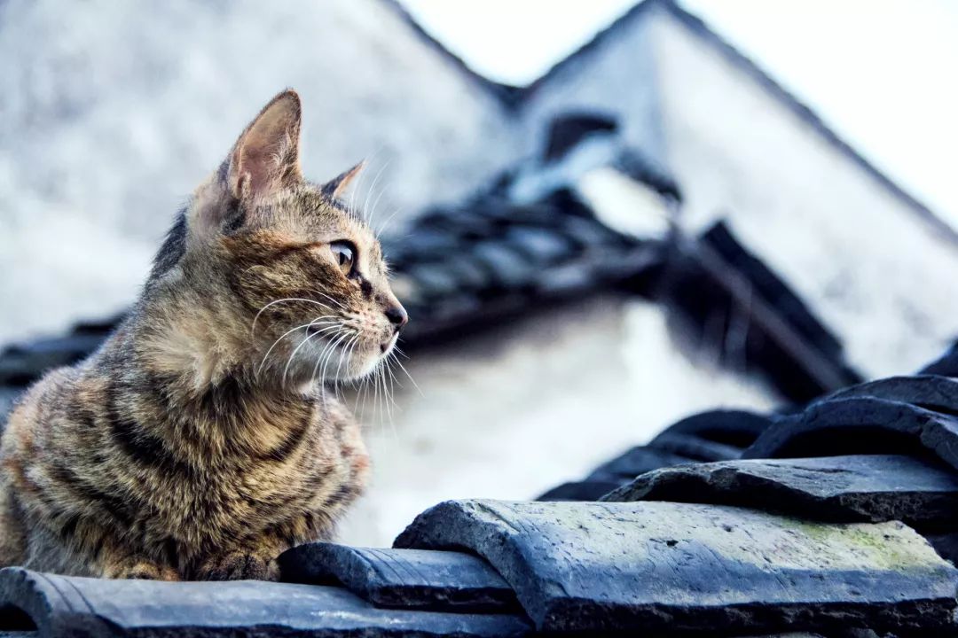 猫为何不能接近死人？(灵异之谜)！