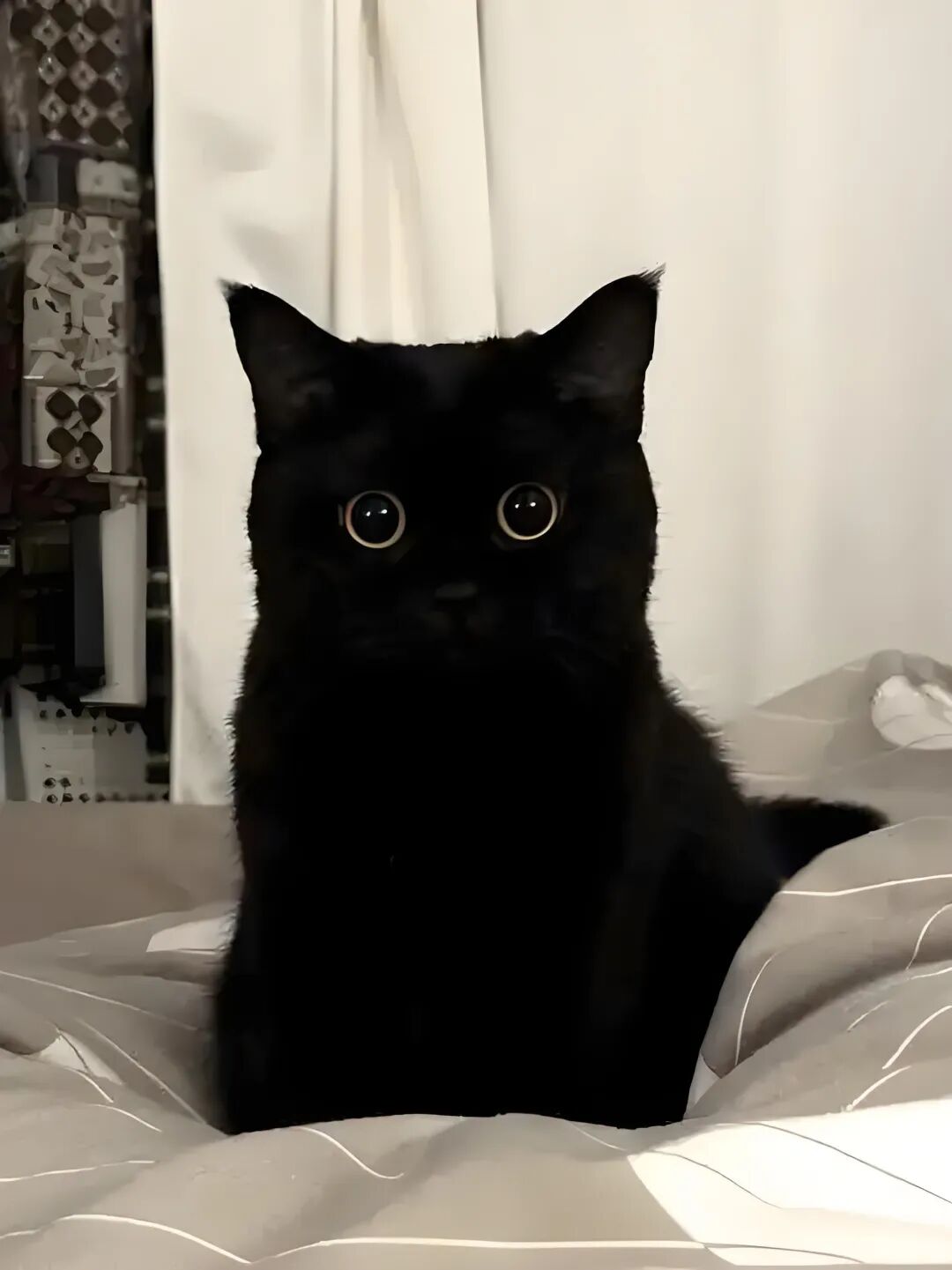 猫为何不能接近死人？(灵异之谜)！