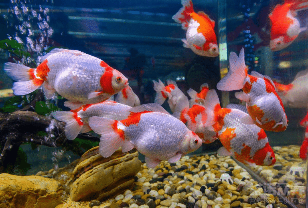 养鱼10条最实用的招财风水