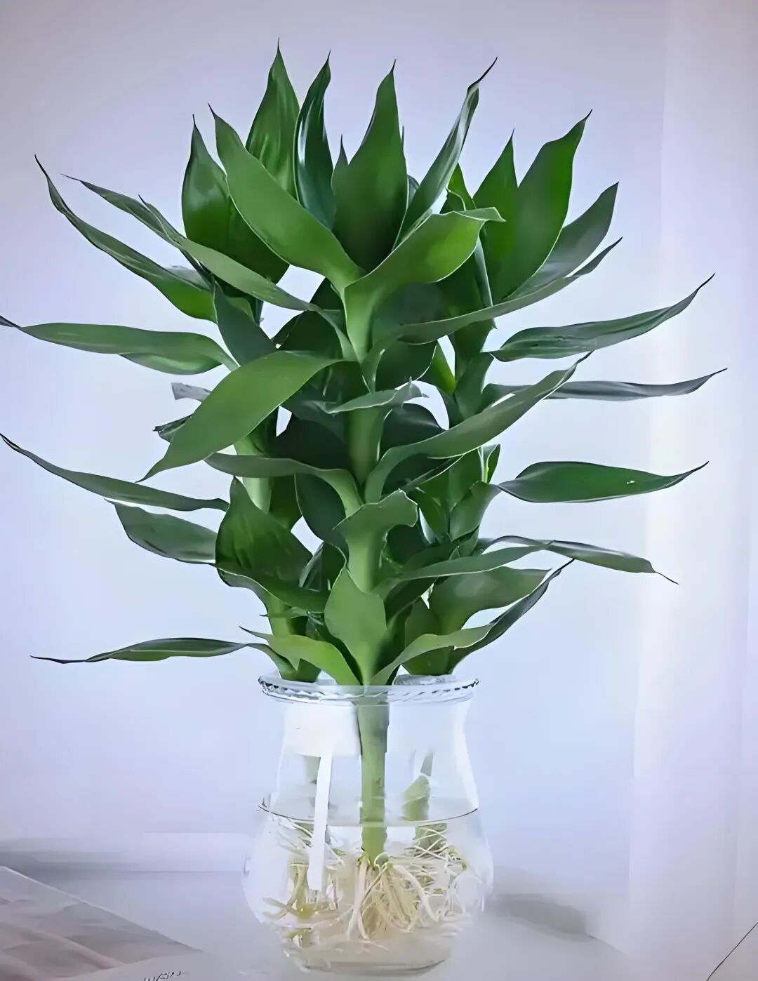 家里放这些植物大吉大利、平安吉祥，你放了没有 !