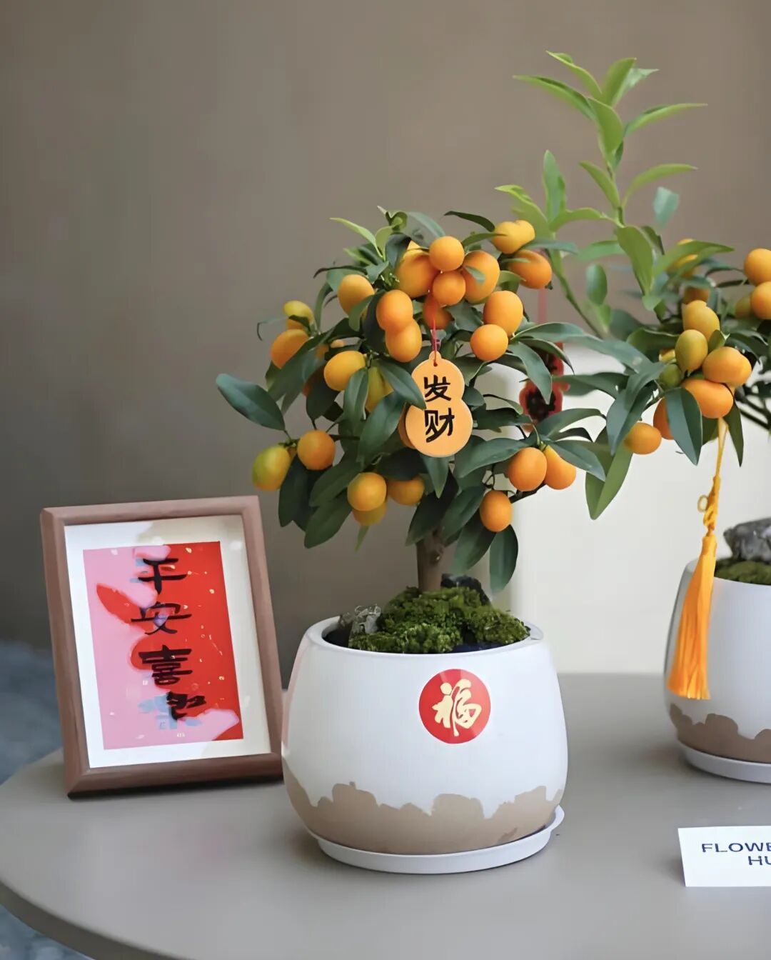 文章标题-3 家里放这些植物大吉大利、平安吉祥,你放了没有 !