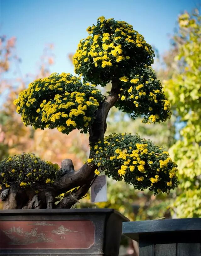 文章标题-5 家里放这些植物大吉大利、平安吉祥,你放了没有 !