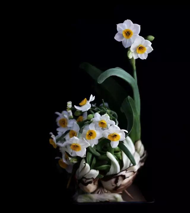 文章标题-6 家里放这些植物大吉大利、平安吉祥,你放了没有 !