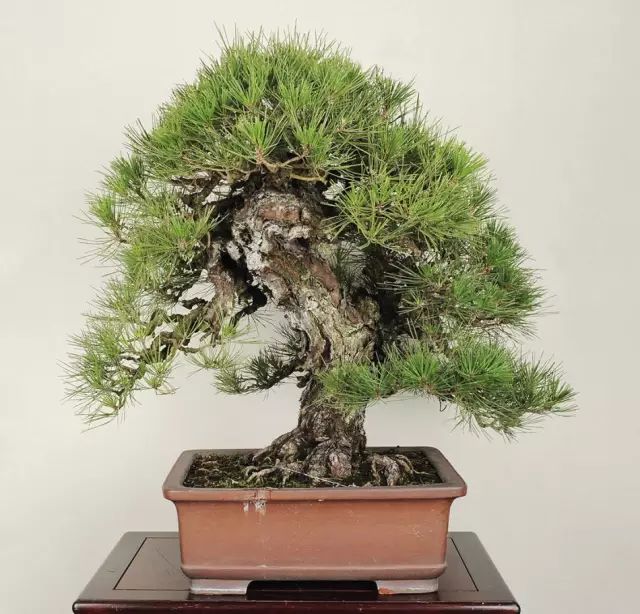 文章标题-7 家里放这些植物大吉大利、平安吉祥,你放了没有 !