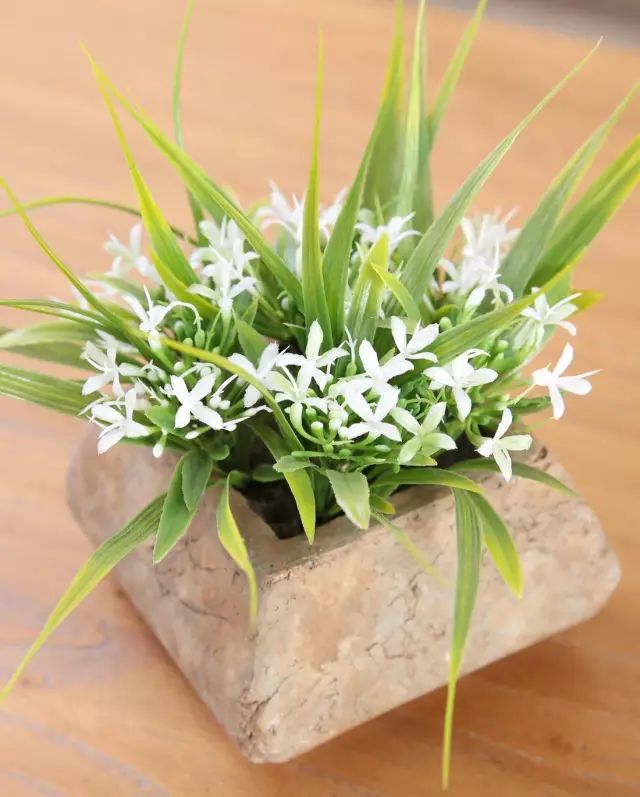 文章标题-8 家里放这些植物大吉大利、平安吉祥,你放了没有 !