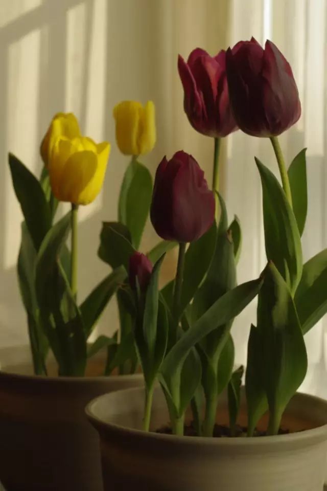 文章标题-9 家里放这些植物大吉大利、平安吉祥,你放了没有 !