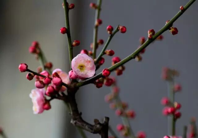 文章标题-10 家里放这些植物大吉大利、平安吉祥,你放了没有 !