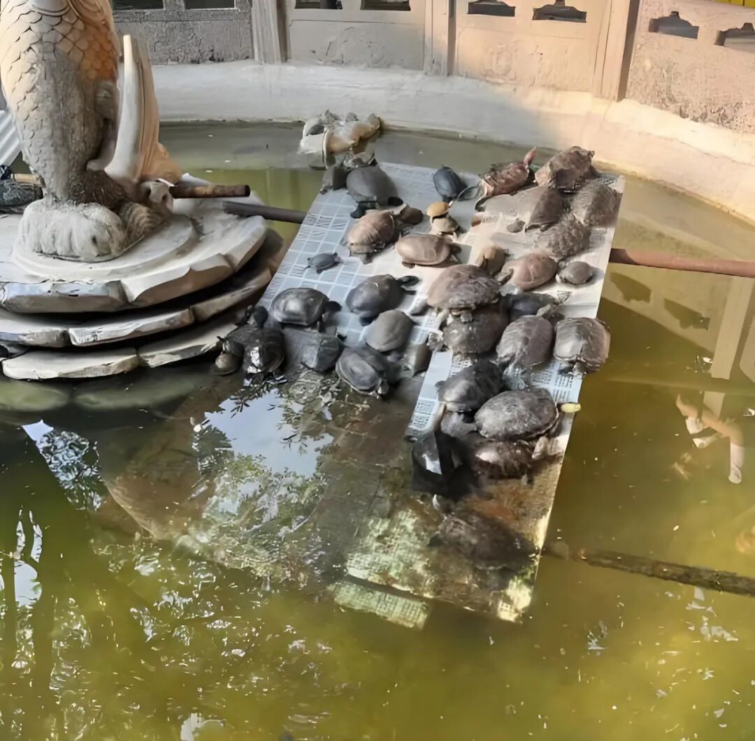 养什么动物辟邪最厉害