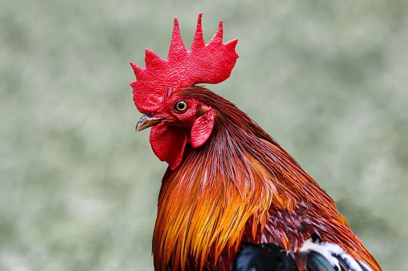 养什么动物辟邪最厉害