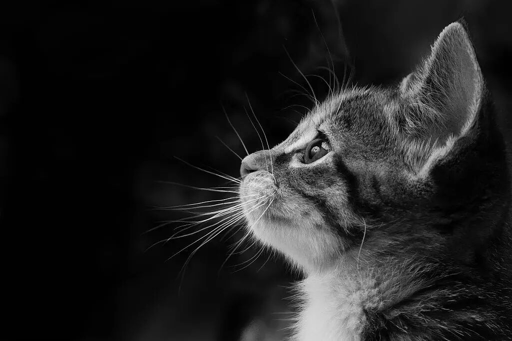 养什么动物辟邪最厉害