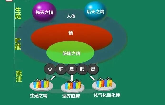 “精气血津液神”之间有何关系