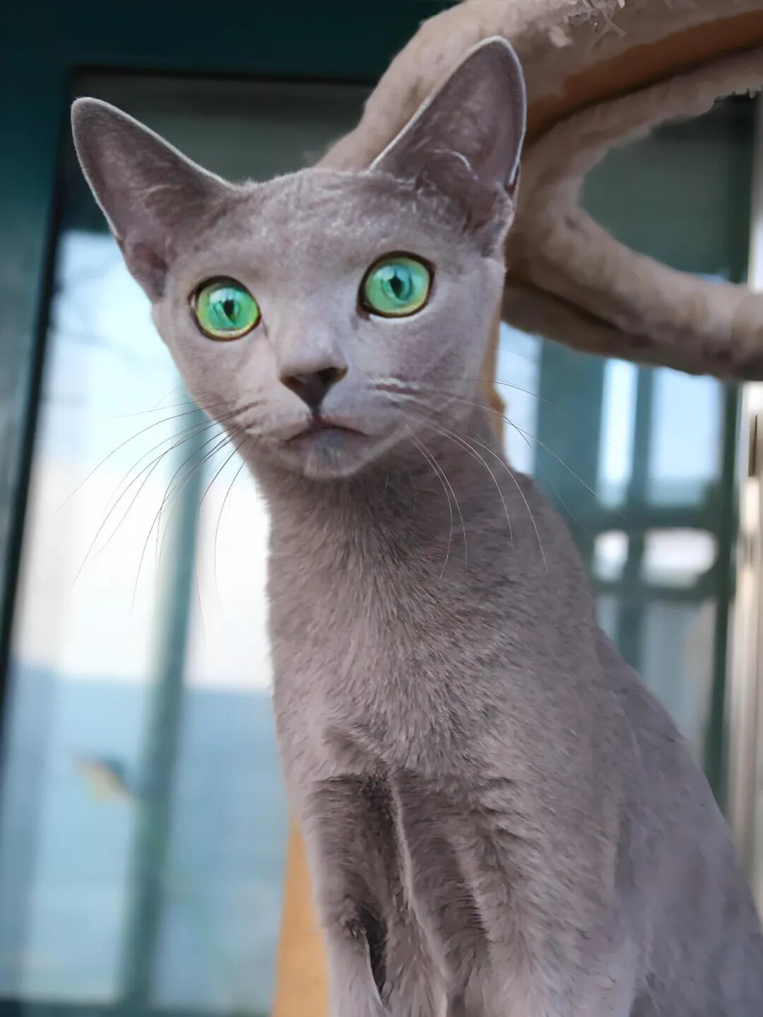 相人先看眼，袁天罡眼神相法精要！