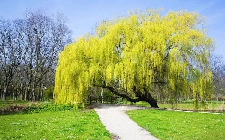 收藏备用：八种植物，六个阵法，十二风水民间口诀，准得吓人！