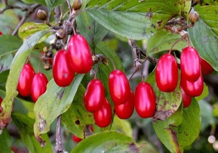 收藏备用：八种植物，六个阵法，十二风水民间口诀，准得吓人！