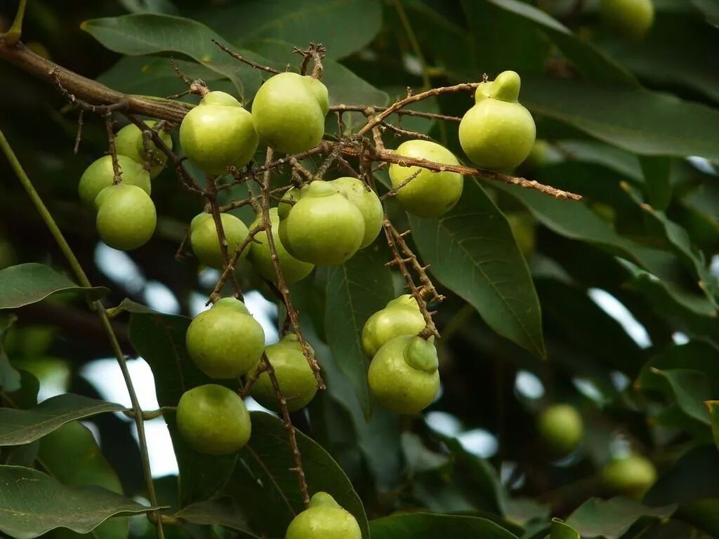 收藏备用：八种植物，六个阵法，十二风水民间口诀，准得吓人！